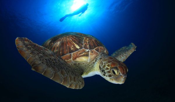 Active experiences - diving - 8 (2)