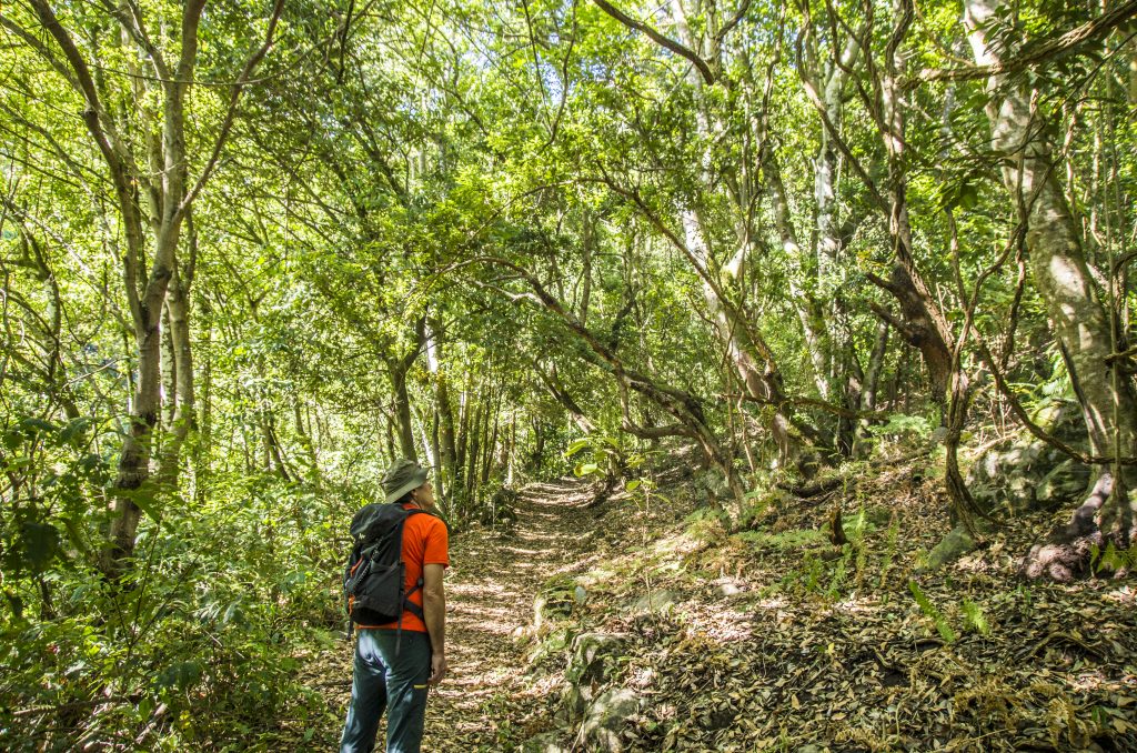 Hiking 2 - Anaga Country Park