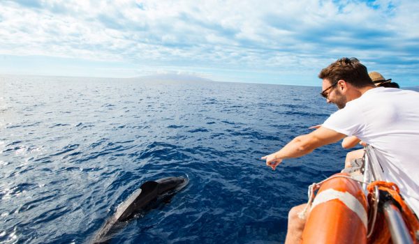 Nature experiences - Whale and Dolphin watching - 3