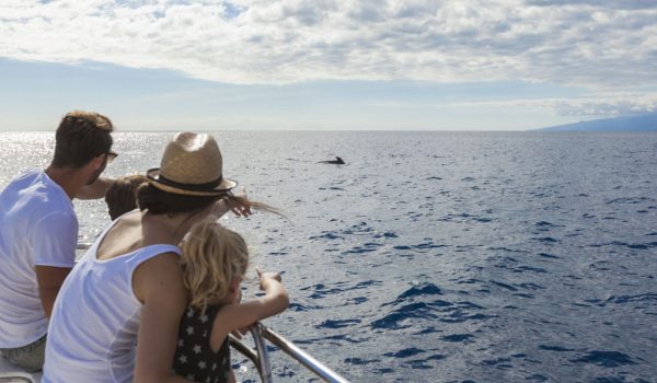 Nature experiences - Whale and dolphin watching - 3