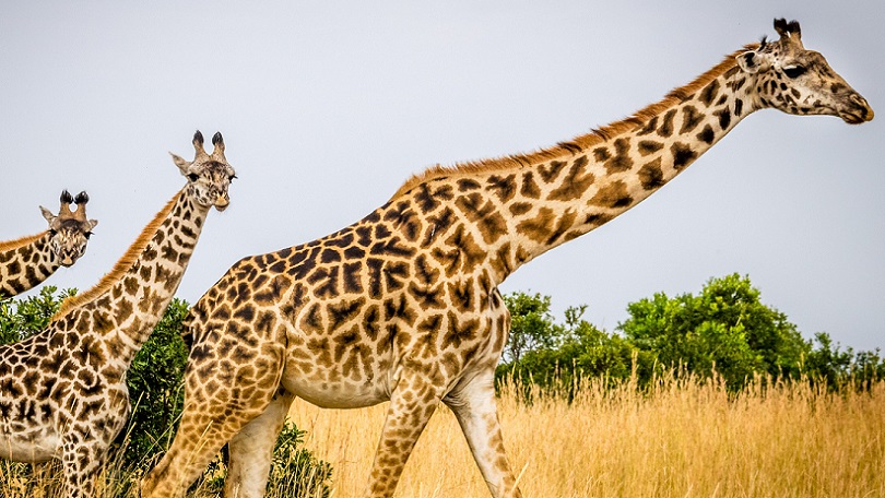 Spotlight on Africa roadshow for Kenya Tourism Board