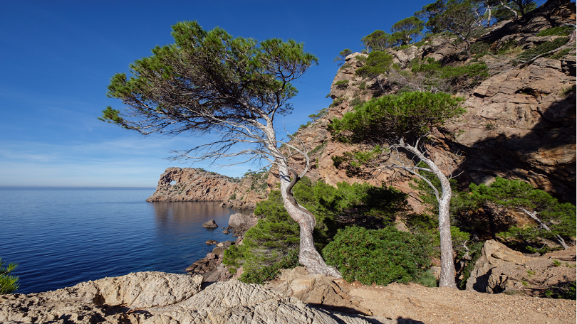 Nordic Representative for Mallorca