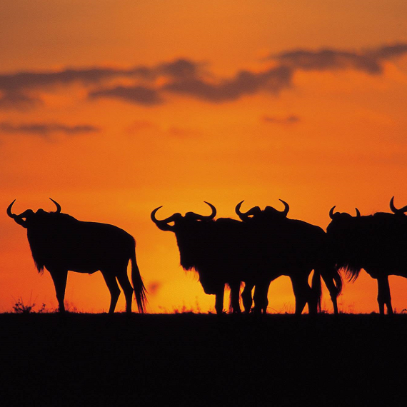 Partnership with spotlight on Africa road show for Kenya Tourism Board